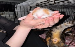 Mixed Breed cats for sale: 7 Mixed Kittens - Ginger, Tabby, Calico, White - Image 14