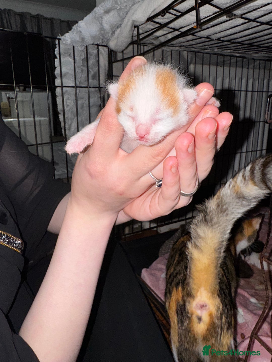 Mixed Breed cats for sale: 7 Mixed Kittens - Ginger, Tabby, Calico, White - Image 14