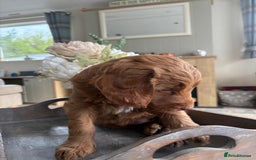 Australian Labradoodle dogs for sale: Australian Labradoodle - Image 11
