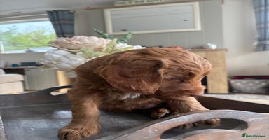 Australian Labradoodle dogs - Advert 4