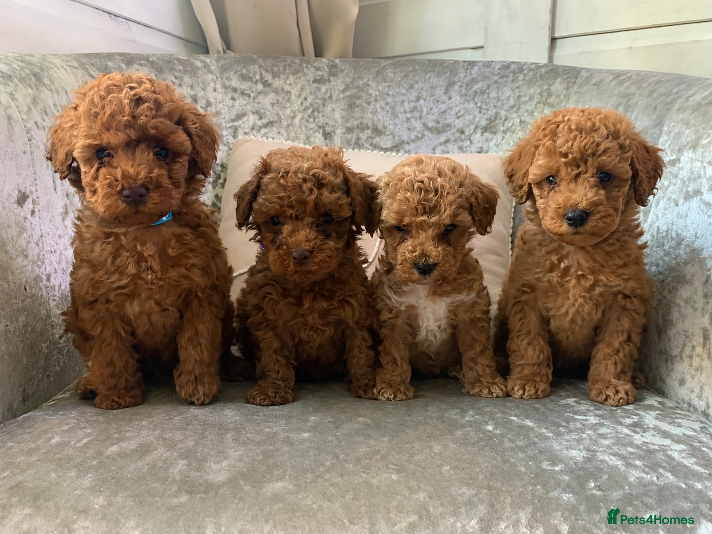 Toy Poodle dogs 🐩Outstanding Toy Poodle Puppies – Ready to view🐩 - Advert 1