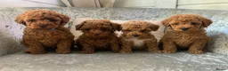 Toy Poodle dogs for sale: 🐩Outstanding Toy Poodle Puppies – Ready to view🐩 - Advert 1