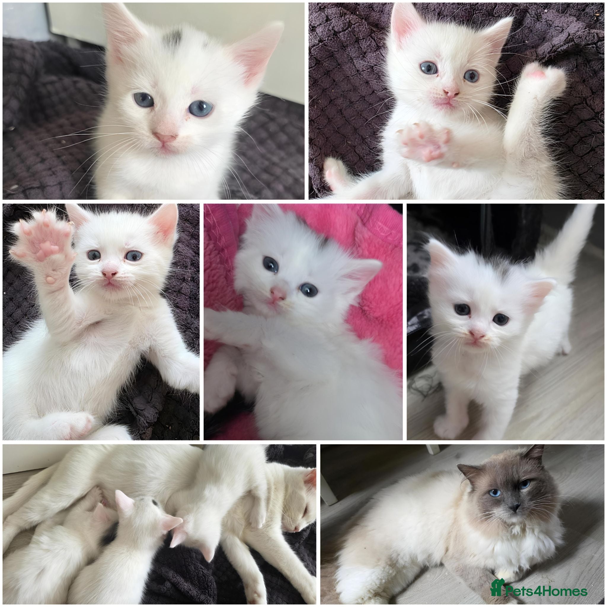 Mixed Breed cats 🔹️🔸️🔹️Kittens🔸️domestic cat x Ragdoll 🔹️🔸️ - Advert 3