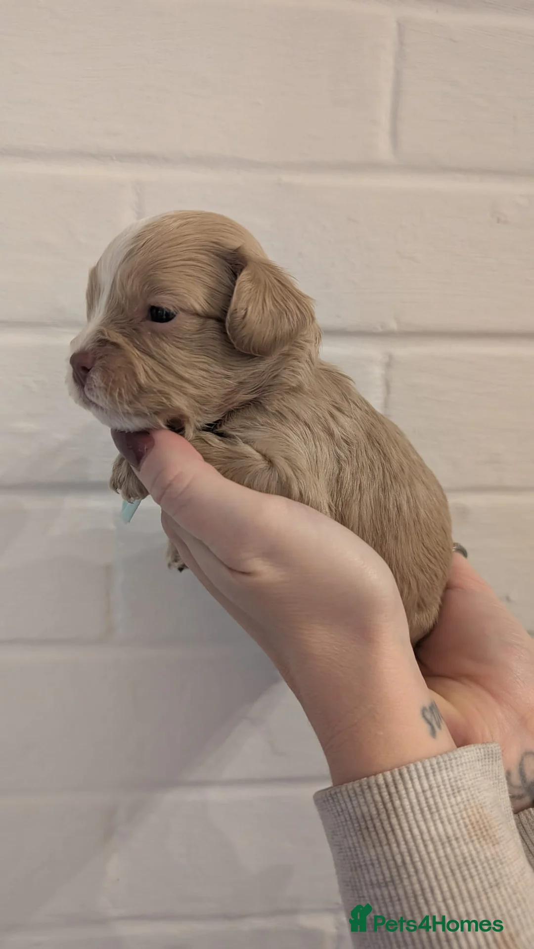 Cockapoo dogs for sale: Cockapoo puppies - Advert 6