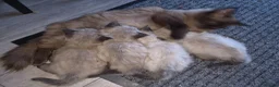 Ragdoll cats for sale: Stunning Ragdoll Kittens seal and mink seal point  - Advert 1