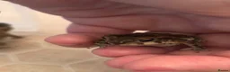 Toad reptiles for sale: 2 Baby Cane Toads - Advert 9