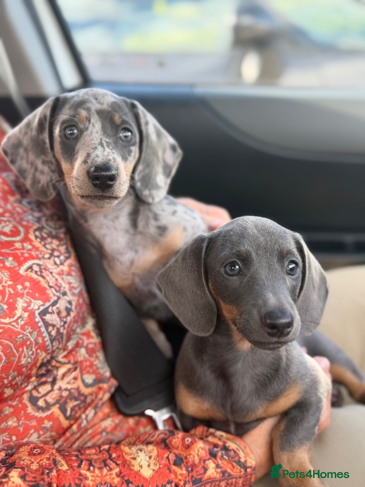 Dachshund dogs for sale: Winnie - Advert 1