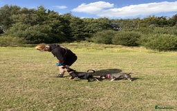 Dobermann dogs for sale: 13 week old Doberman - Image 5