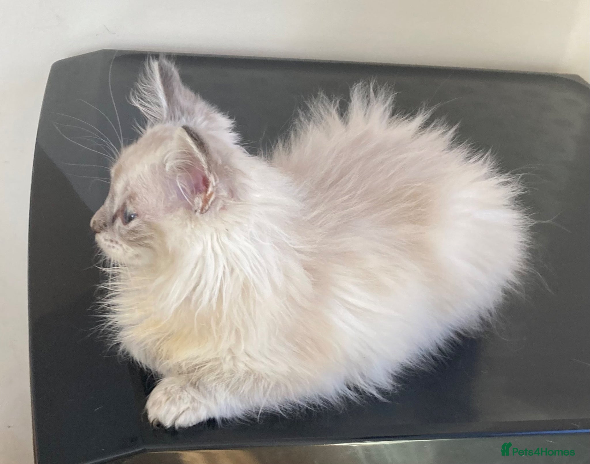 Ragdoll cats Beautiful Ragdoll x Siamese kittens - Advert 2