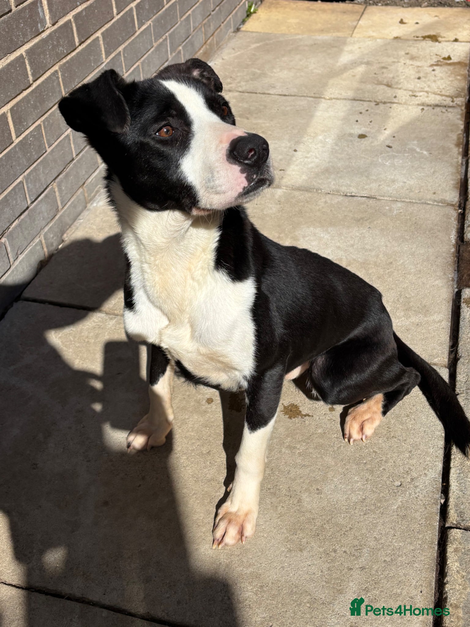 Mixed Breed dogs Male dog for sale  - Advert 2