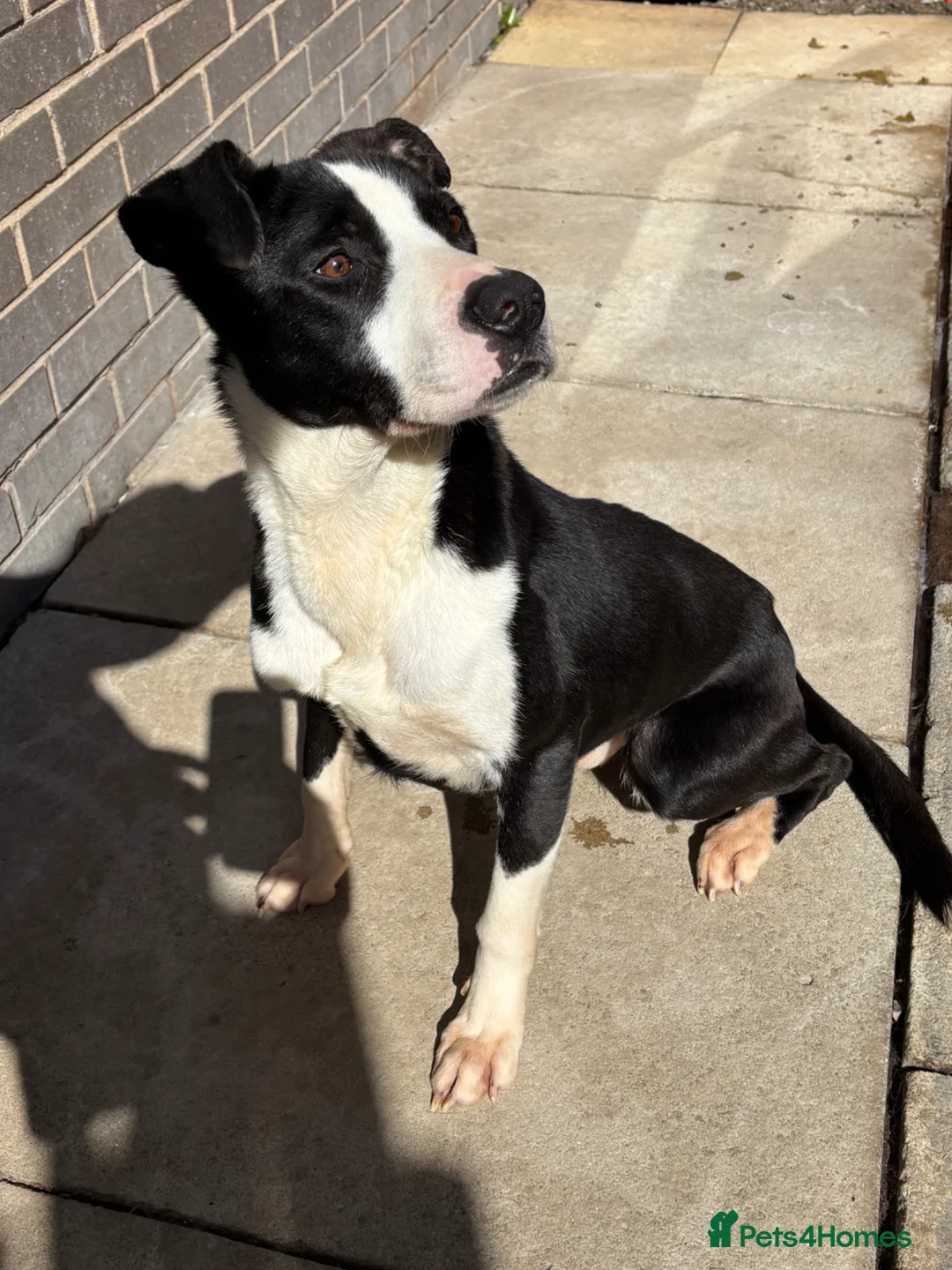 Mixed Breed dogs for sale: Male dog for sale  in Leeds - Advert 1