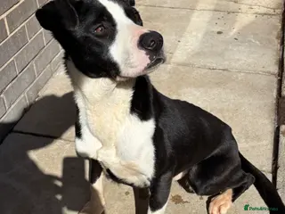 Mixed Breed dogs Male dog for sale - Advert 7