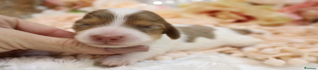 CHOCOLATE DAPPLE PIEBALD