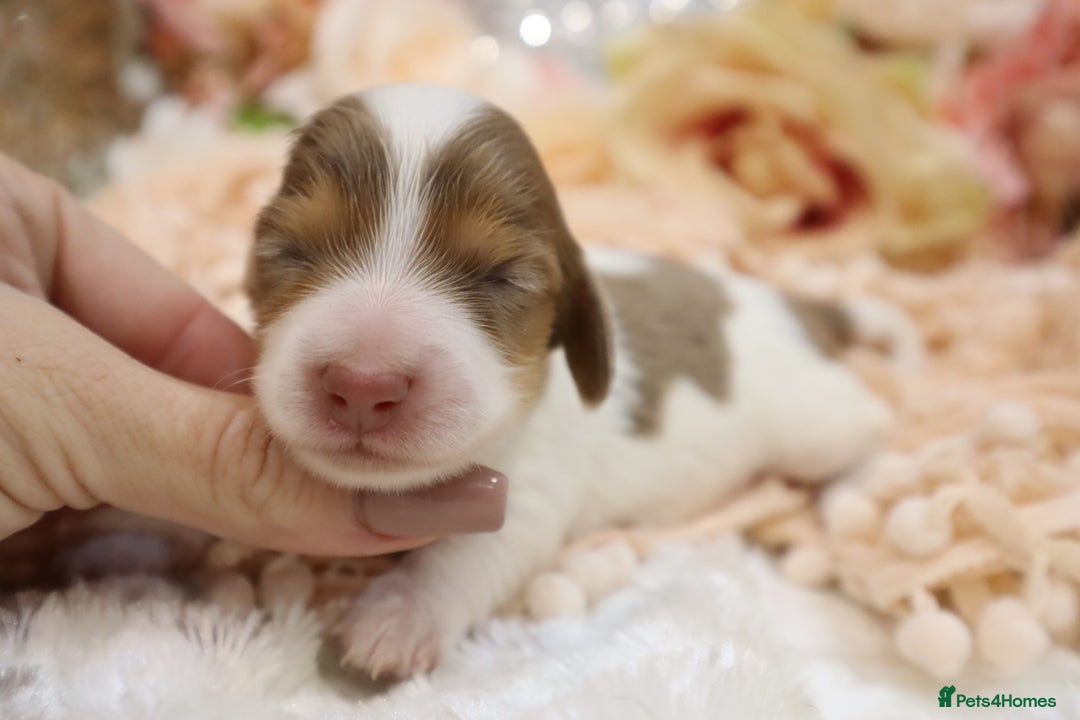 Miniature Dachshund dogs for sale: KC Longhair Miniature Dachshund Puppies - Image 12