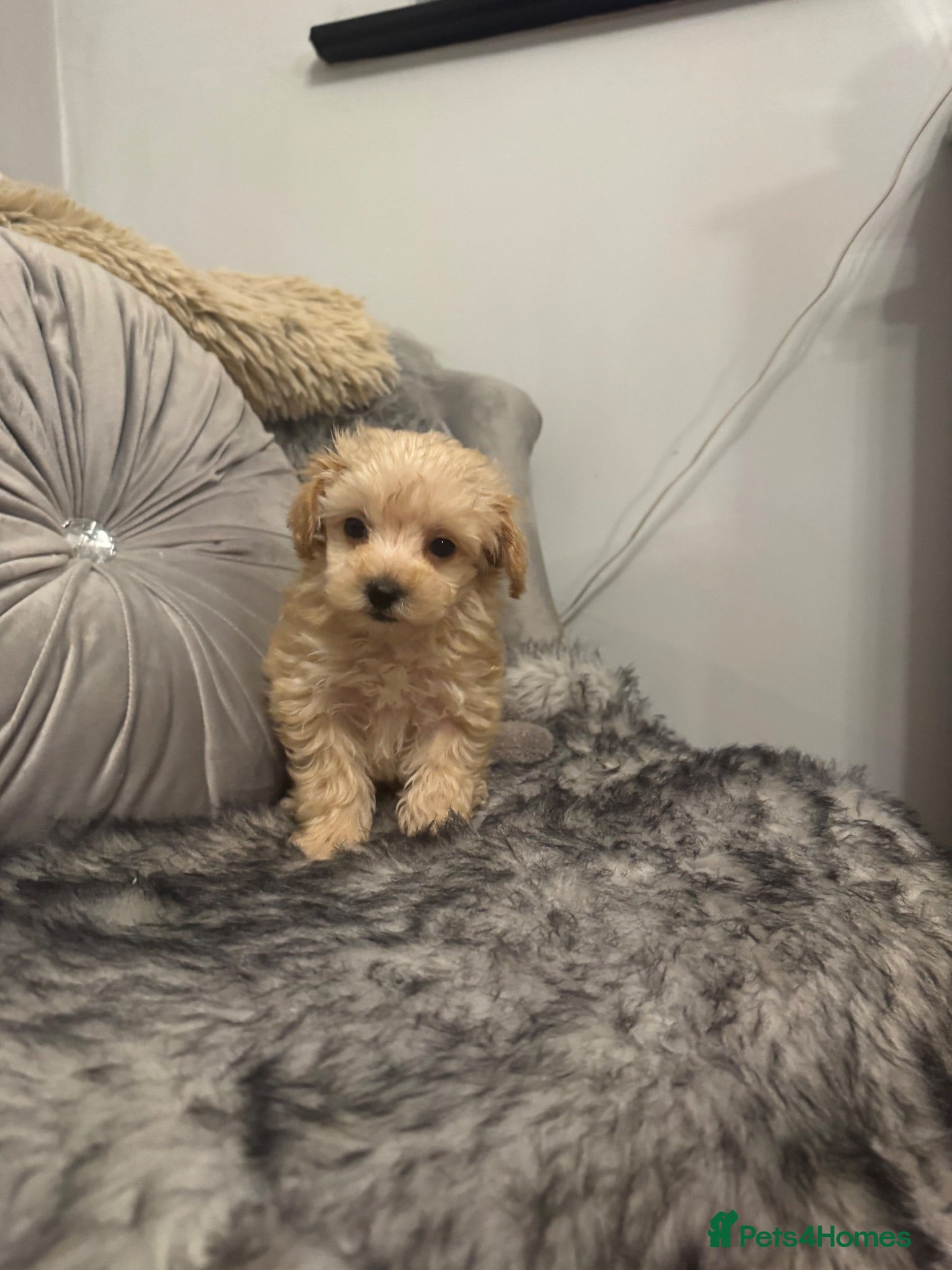 Maltipoo dogs Teddy bear maltipoo puppies  - Advert 1