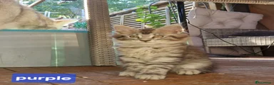 Maine Coon 4