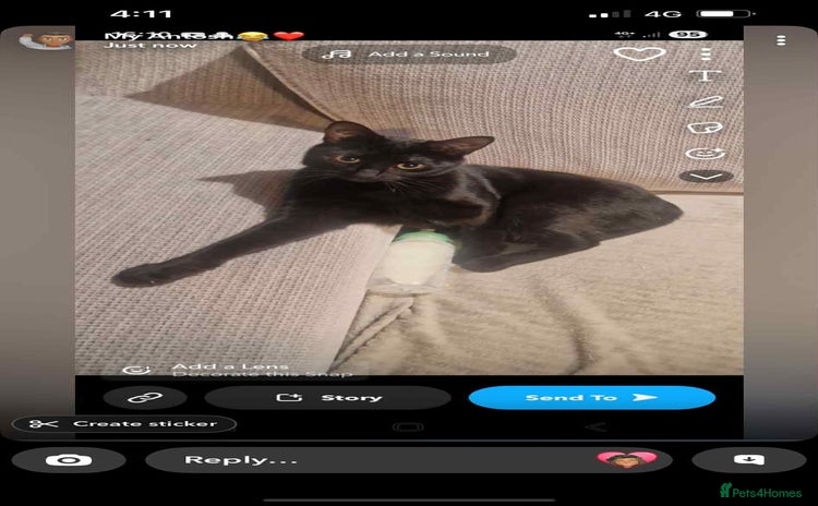 Mixed Breed cats - Advert 1
