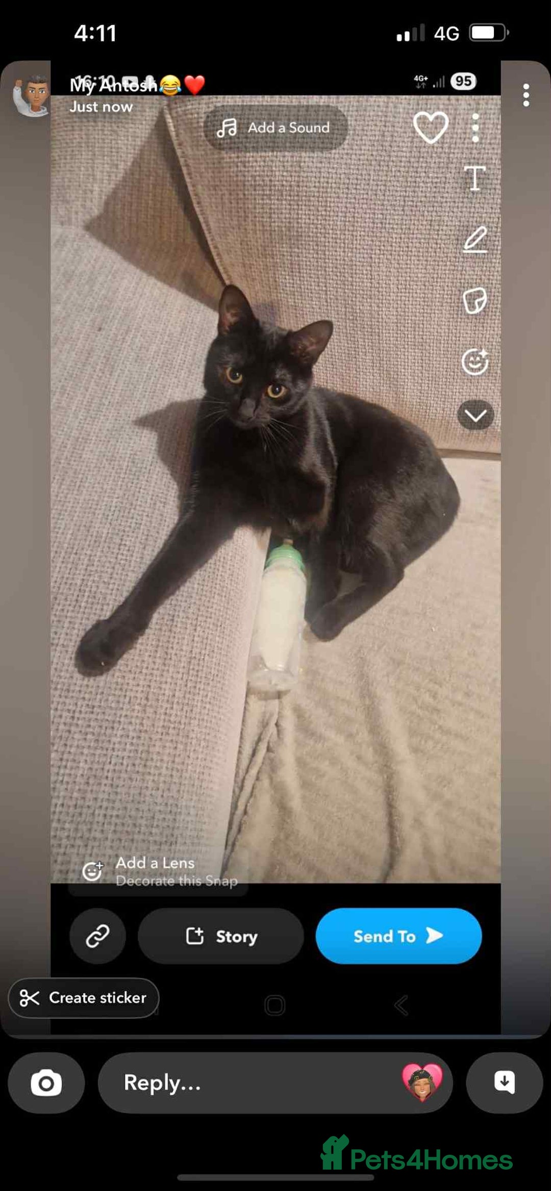 Mixed Breed cats for sale: Cobie , shadows and milo need their forever home  - Image 1