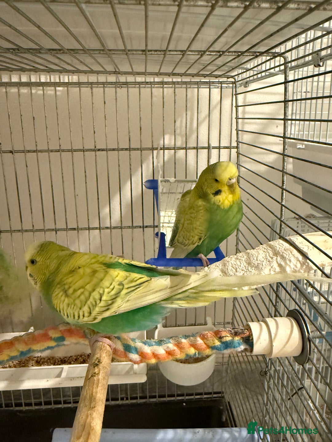 Budgerigars birds for sale: BABY BUDGIES FOR SALE  - Advert 6