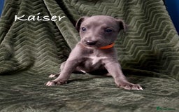 Whippet dogs for sale: Beautiful Whippet puppies for sale!  - Image 3