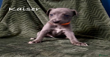 Whippet dogs - Advert 4