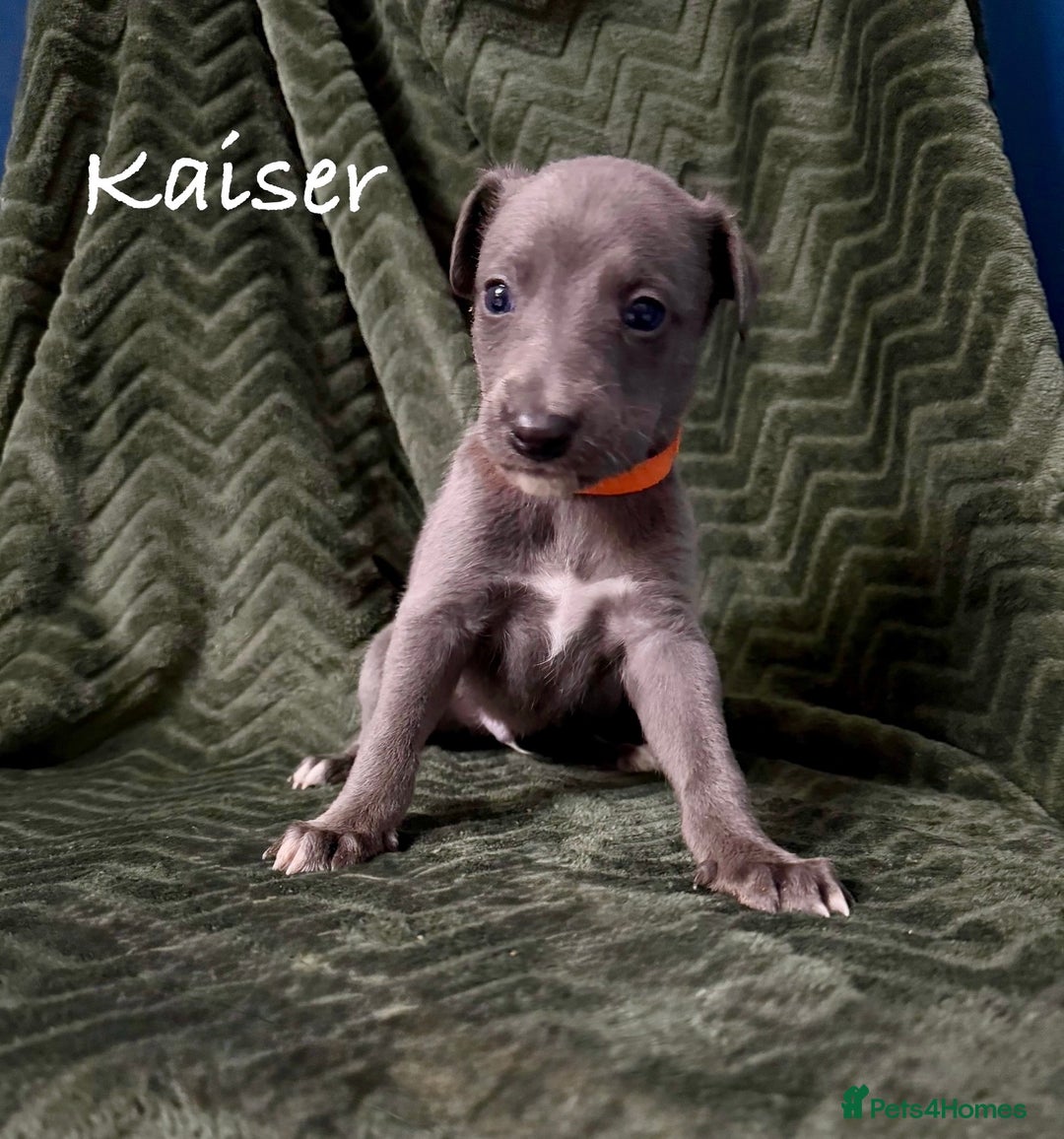 Whippet dogs for sale: Beautiful Whippet puppies for sale!  - Image 3