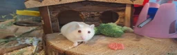 Hamster rodents for sale: Mochi  in Worthing - Advert 1