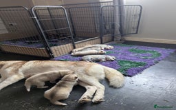 Siberian Husky dogs for sale: Beautiful KC registered Siberian puppies  - Image 20