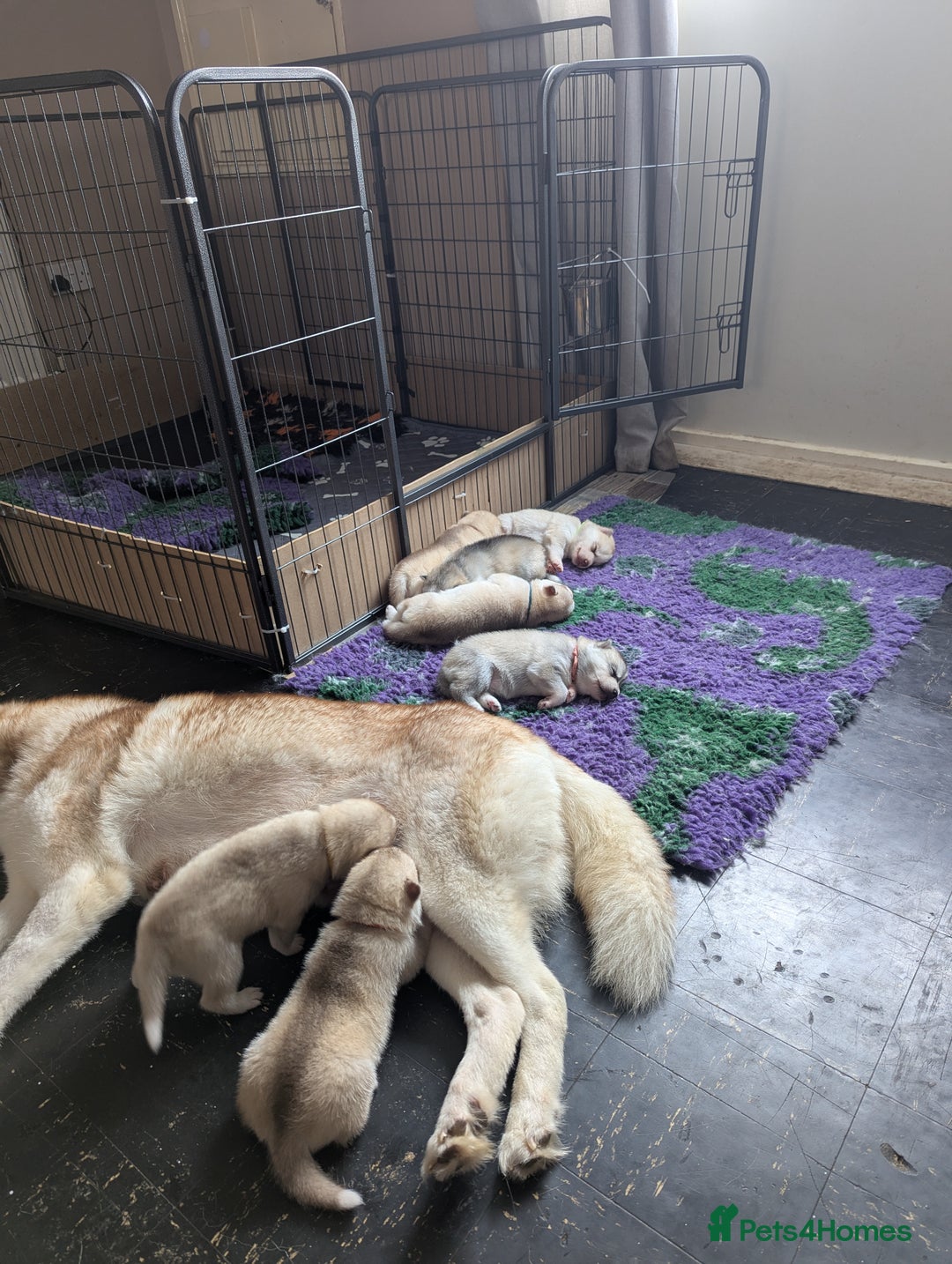 Siberian Husky dogs for sale: Beautiful KC registered Siberian puppies  - Image 20