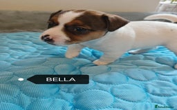 Jack Russell dogs for sale: Jack Russell puppies,Parents reg.Kennel club, - Image 5