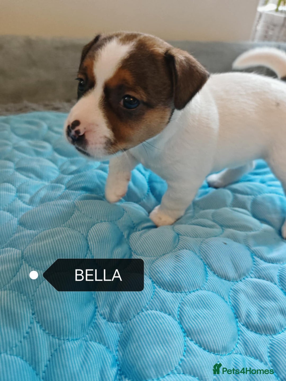 Jack Russell dogs for sale: Jack Russell puppies,Parents reg.Kennel club, - Image 5