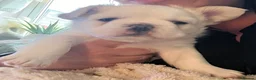 French Bulldog dogs for sale: Fluffy French bulldog - Advert 6