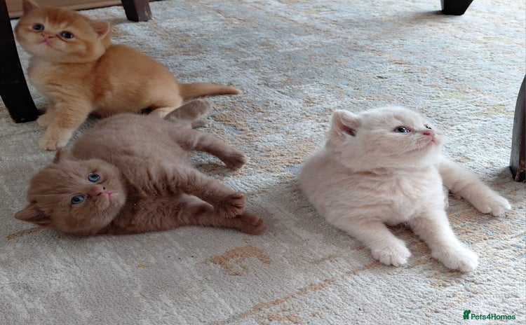 British Shorthair cats - Advert 2