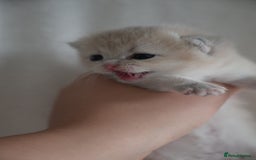 British Shorthair cats for sale: Golden Shaded Kittens WCF & TICA Registered - Image 14