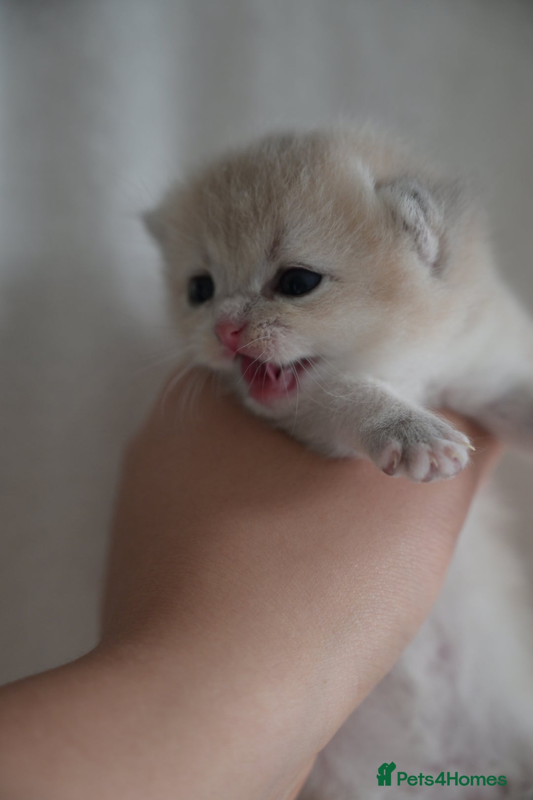 British Shorthair cats for sale: Golden Shaded Kittens WCF & TICA Registered - Image 14