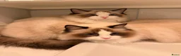 Ragdoll cats for sale: TICA REGISTERED CHAMP LINE EU RAGDOLLS✨️🏆 🩷 - Advert 25