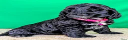 Cockapoo dogs for sale: 🐾 Your New Best Friend is Waiting! 🐾 - Advert 12