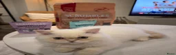 Persian cats for stud: 2 Persian cats in Bradford - Advert 4