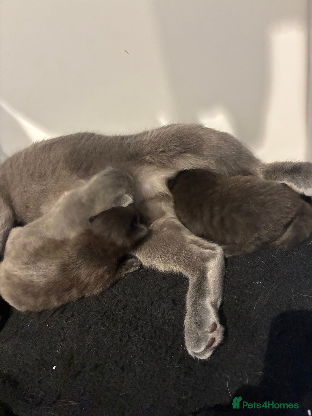 British Shorthair cats for sale: 🐾 British Shorthair Kittens 🐾 - Image 2
