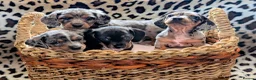 Miniature Dachshund dogs for sale: Miniature Dachshund Puppies, Stunning, Ready May - Advert 2