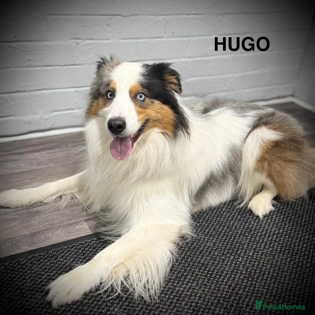 Border Collie dogs for sale: Collie pups mixed litter - Advert 3