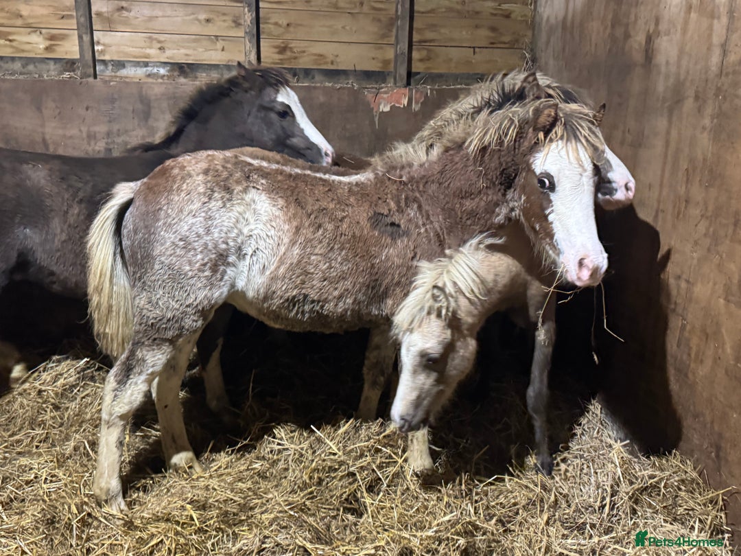 Welsh Section A horses for sale: Homes saught for the Welsh Babies  - Advert 7