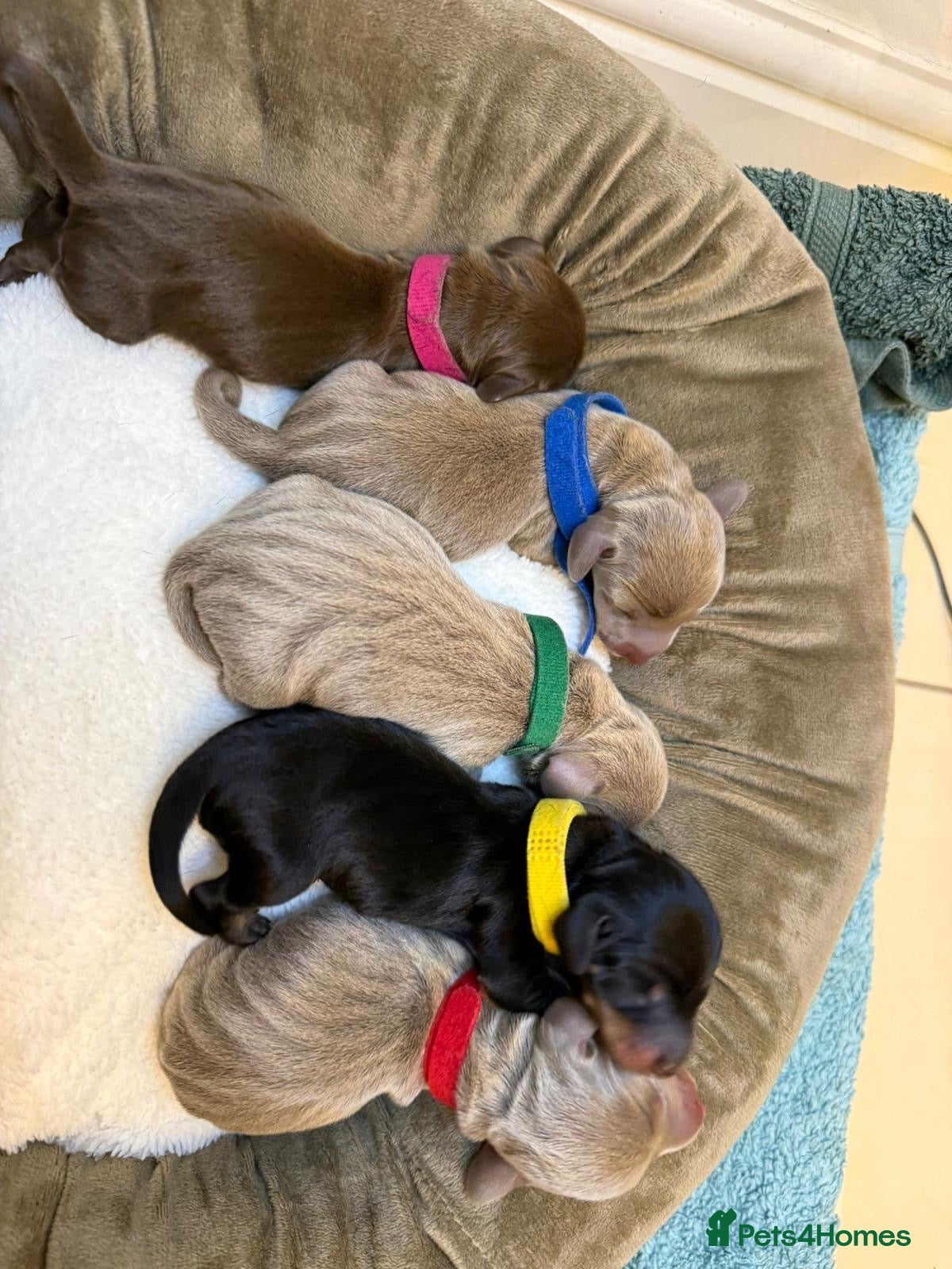 Miniature Dachshund dogs KC Miniature Dachshund short hair 4M 1F - Advert 1