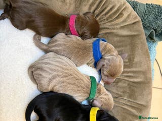 Miniature Dachshund dogs KC Miniature Dachshund short hair 4M 1F - Advert 1