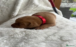 Labrador Retriever dogs for sale: KC Registered Fox Red Labrador puppies - Image 16