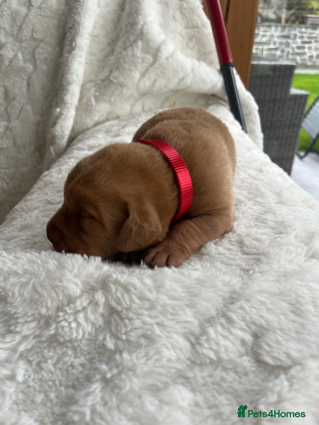 Labrador Retriever dogs for sale: KC Registered Fox Red Labrador puppies - Image 16