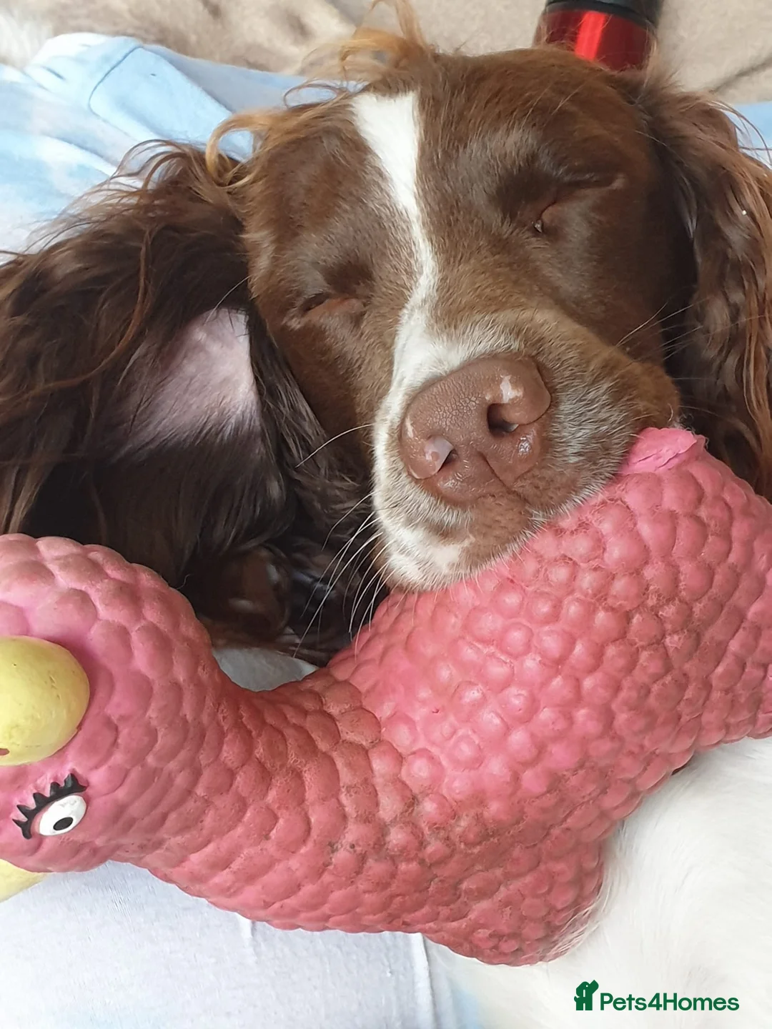 English Springer Spaniel dogs for stud: PROVEN ESS for stud amazing genealogy NOT FOR SALE in Tamworth - Advert 11