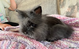 Lionhead rabbits for sale: Last double mained lionhead ready to go now!!  - Image 4