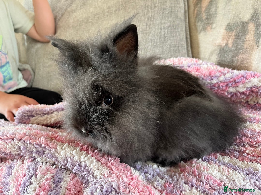 Lionhead rabbits for sale: Last double mained lionhead ready to go now!!  - Image 4