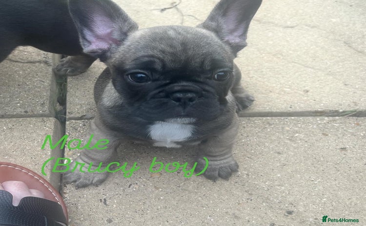 French Bulldog dogs - Advert 2
